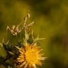 Kudlanka vyzabla - Empusa pennata - conehead mantis 5730